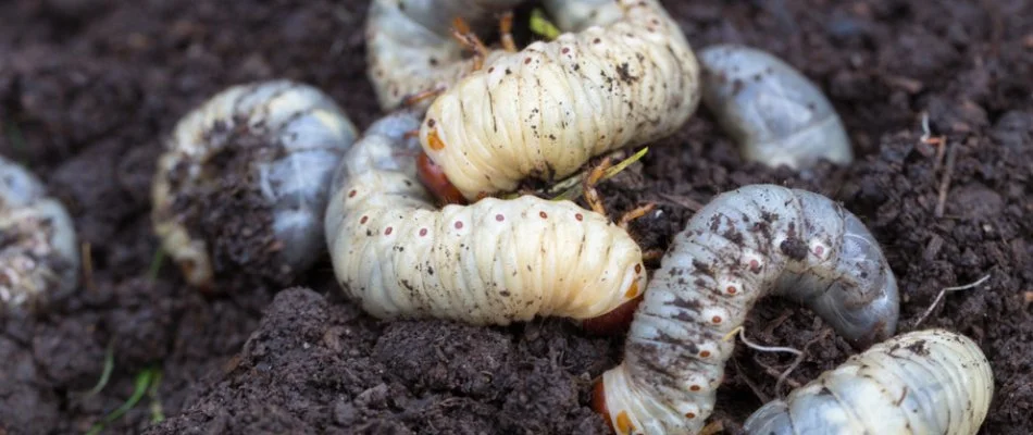 Soil in Olathe, KS, with white grubs.