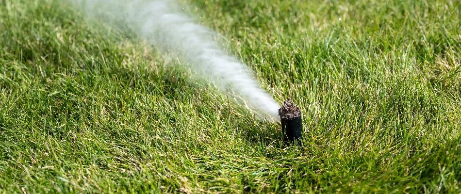 Sprinkler head on a lawn being winterized.