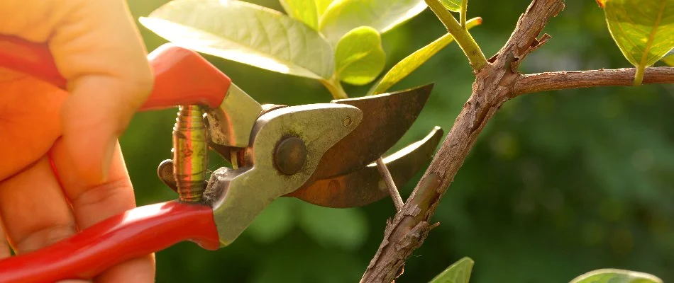 Plant being pruned on a property in Olathe, KS.