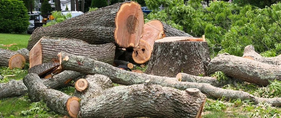 Tree on the ground after removal on a property in Olathe, KS.