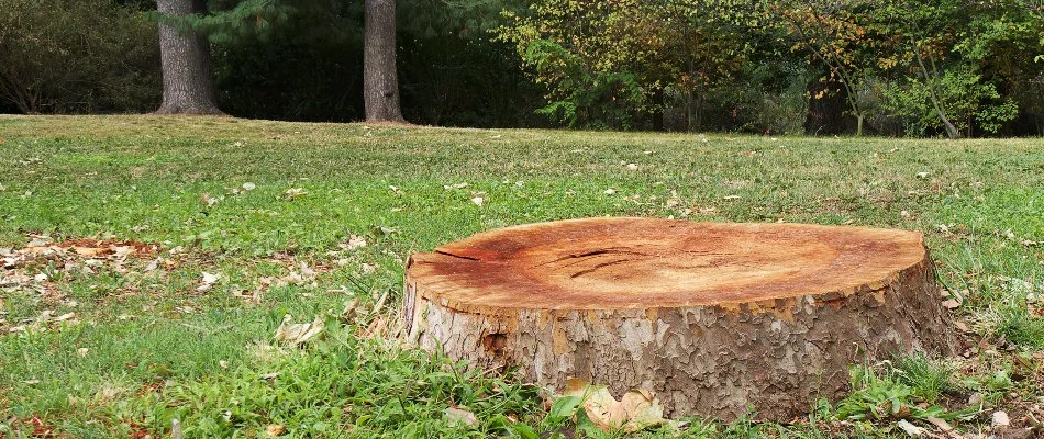 Tree stump on the ground on a property in Olathe, KS.