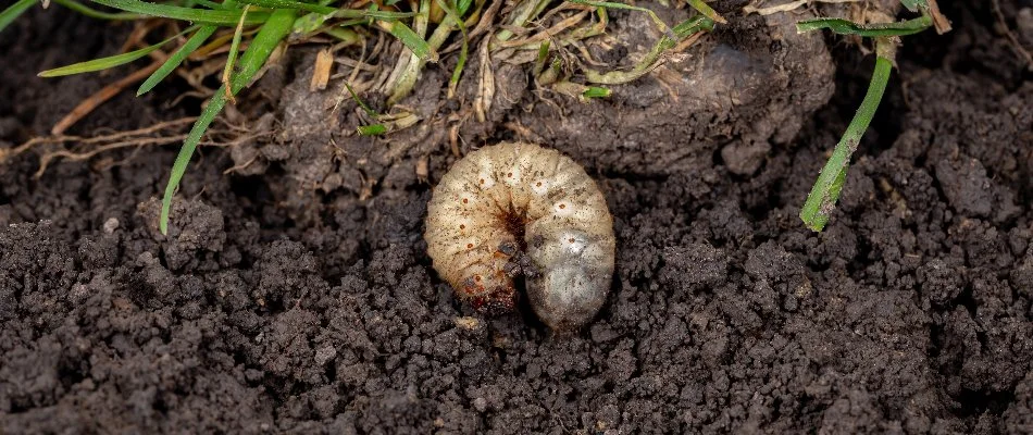 Round fire pit surrounded by chairs in Olathe, KS.